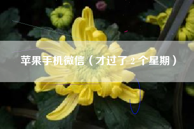 苹果手机微信（才过了 2 个星期）