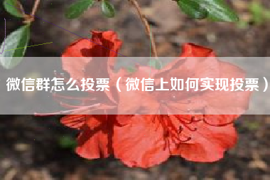 微信群怎么投票（微信上如何实现投票）