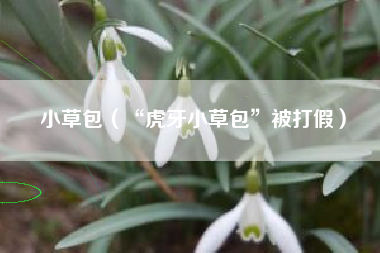 小草包（“虎牙小草包”被打假）