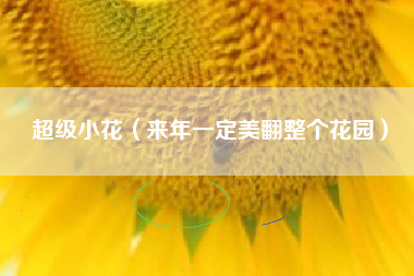 超级小花（来年一定美翻整个花园）