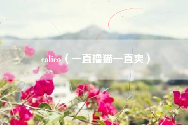 calico（一直撸猫一直爽）