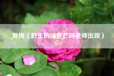 爱绚（野生的埃罗芒阿老师出现）