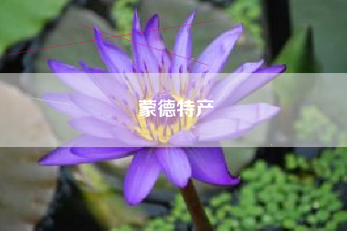 蒙德特产