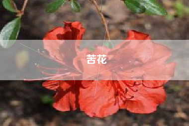 苦花