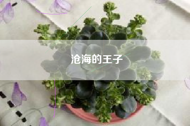 沧海的王子