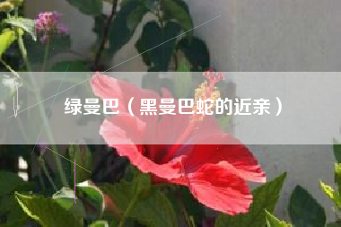 绿曼巴（黑曼巴蛇的近亲）