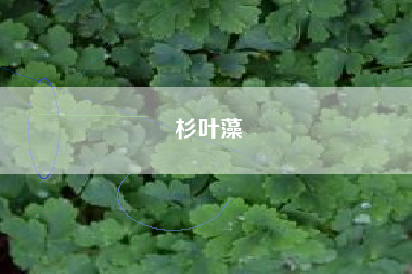 杉叶藻