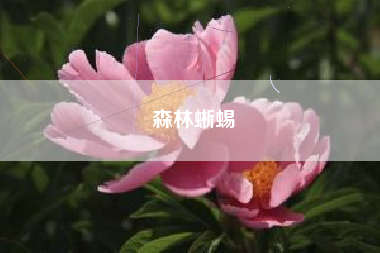 森林蜥蜴