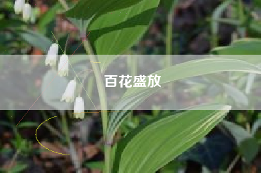 百花盛放