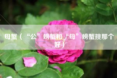 母蟹（“公”螃蟹和“母”螃蟹挑那个好）