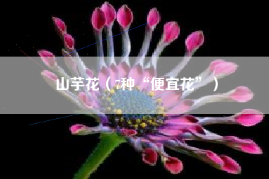 山芋花（7种“便宜花”）