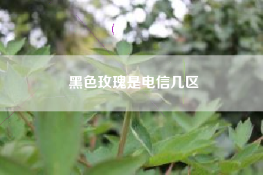 黑色玫瑰是电信几区