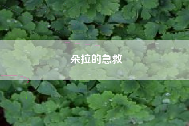 朵拉的急救