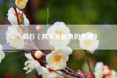 菊石（其实是鱿鱼的亲戚）