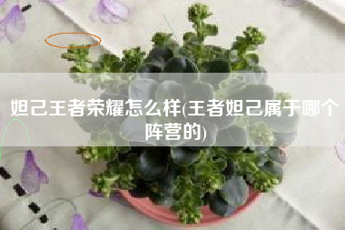 妲己王者荣耀怎么样(王者妲己属于哪个阵营的)