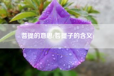 菩提的意思(菩提子的含义)