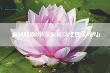 蚕只吃桑叶吗(蚕可以吃包菜叶吗)