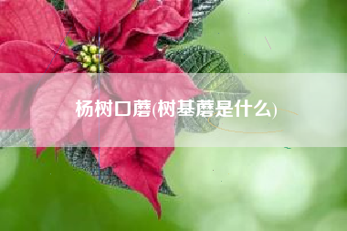 杨树口蘑(树基蘑是什么)