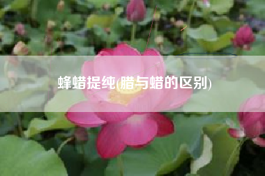 蜂蜡提纯(腊与蜡的区别)