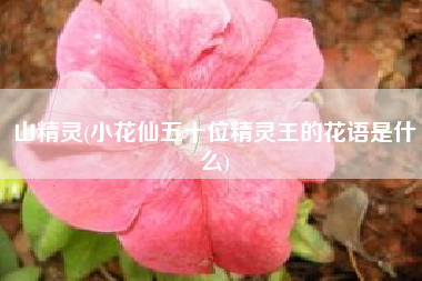 山精灵(小花仙五十位精灵王的花语是什么)