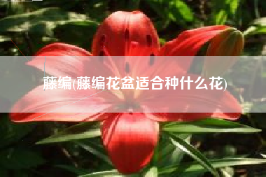 藤编(藤编花盆适合种什么花)