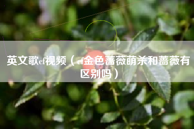 英文歌cf视频（cf金色蔷薇萌杀和蔷薇有区别吗）