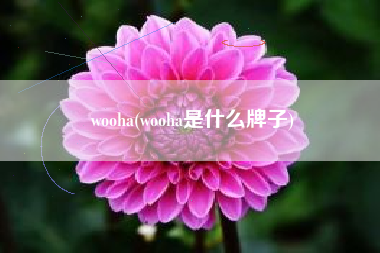 wooha(wooha是什么牌子)