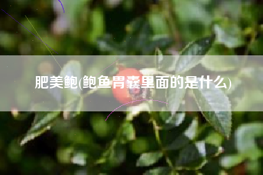 肥美鲍(鲍鱼胃囊里面的是什么)