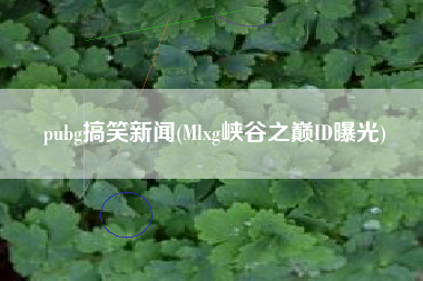 pubg搞笑新闻(Mlxg峡谷之巅ID曝光)