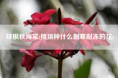 球根秋海棠(楼顶种什么耐寒耐冻的花)