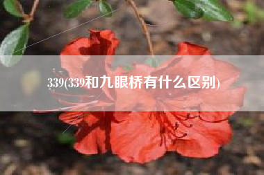 339(339和九眼桥有什么区别)