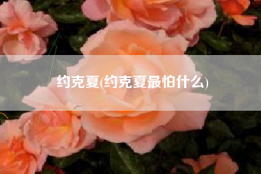 约克夏(约克夏最怕什么)