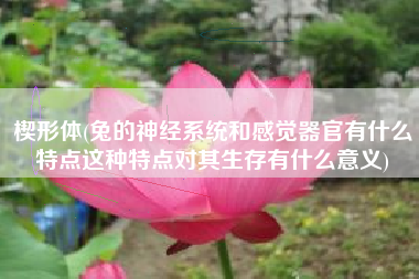 楔形体(兔的神经系统和感觉器官有什么特点这种特点对其生存有什么意义)