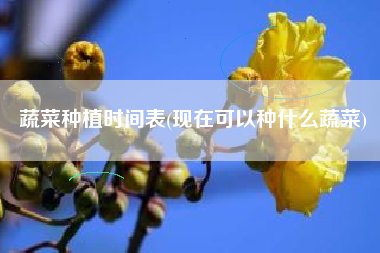 蔬菜种植时间表(现在可以种什么蔬菜)