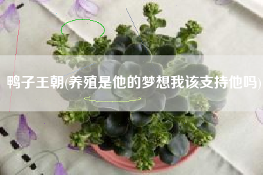 鸭子王朝(养殖是他的梦想我该支持他吗)