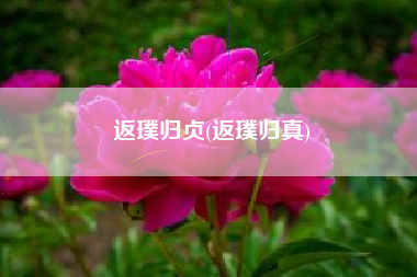 返璞归贞(返璞归真)