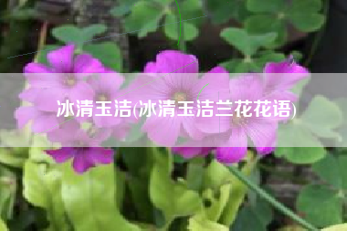 冰清玉洁(冰清玉洁兰花花语)