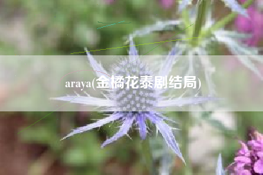 araya(金橘花泰剧结局)