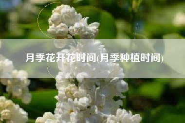 月季花开花时间(月季种植时间)