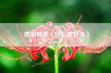 虎的种类（什么虎好斗）