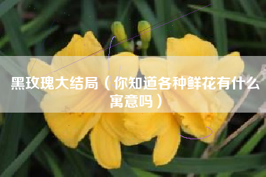 黑玫瑰大结局（你知道各种鲜花有什么寓意吗）