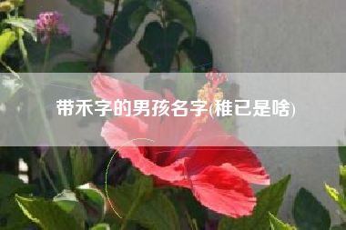 带禾字的男孩名字(稚已是啥)