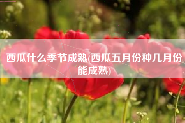 西瓜什么季节成熟(西瓜五月份种几月份能成熟)