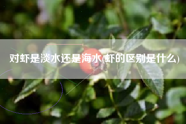 对虾是淡水还是海水(虾的区别是什么)