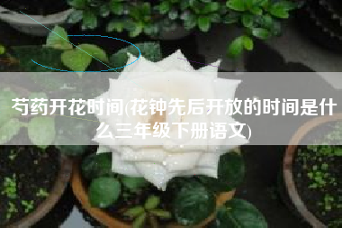 芍药开花时间(花钟先后开放的时间是什么三年级下册语文)