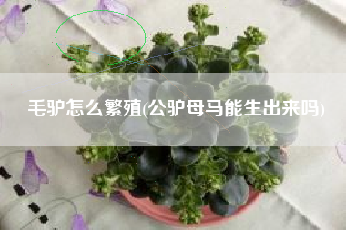 毛驴怎么繁殖(公驴母马能生出来吗)