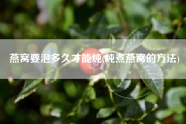 燕窝要泡多久才能炖(炖煮燕窝的方法)