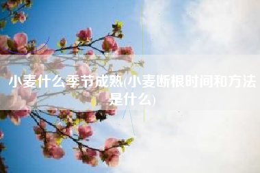 小麦什么季节成熟(小麦断根时间和方法是什么)