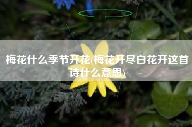 梅花什么季节开花(梅花开尽白花开这首诗什么意思)