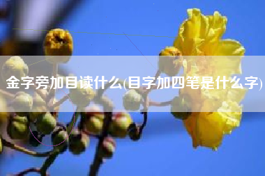 金字旁加目读什么(目字加四笔是什么字)